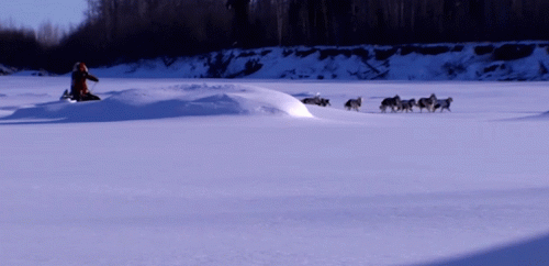 GCI Iditarod Trail Dog Sled Race