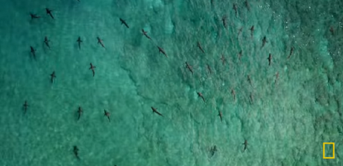 SharkFest on National Geographic