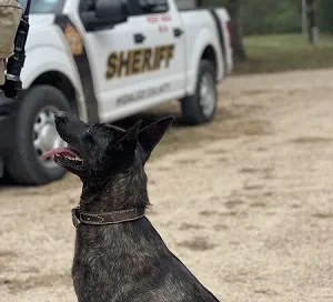 K-9 Heroes GAC Family